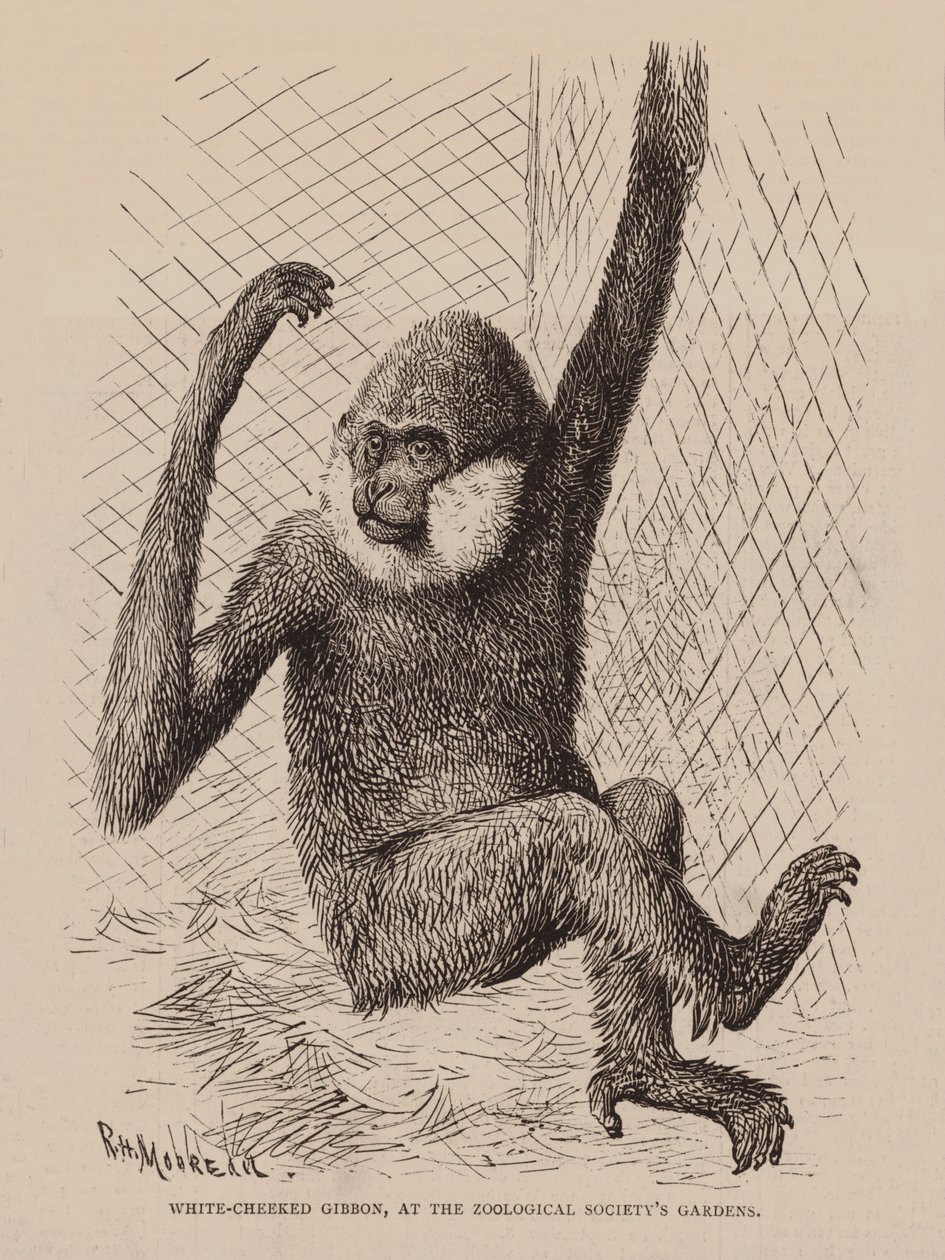 Valkoposkinen gibbon eläintieteellisen seuran puutarhassa (kaiverrus). tekijältä English School