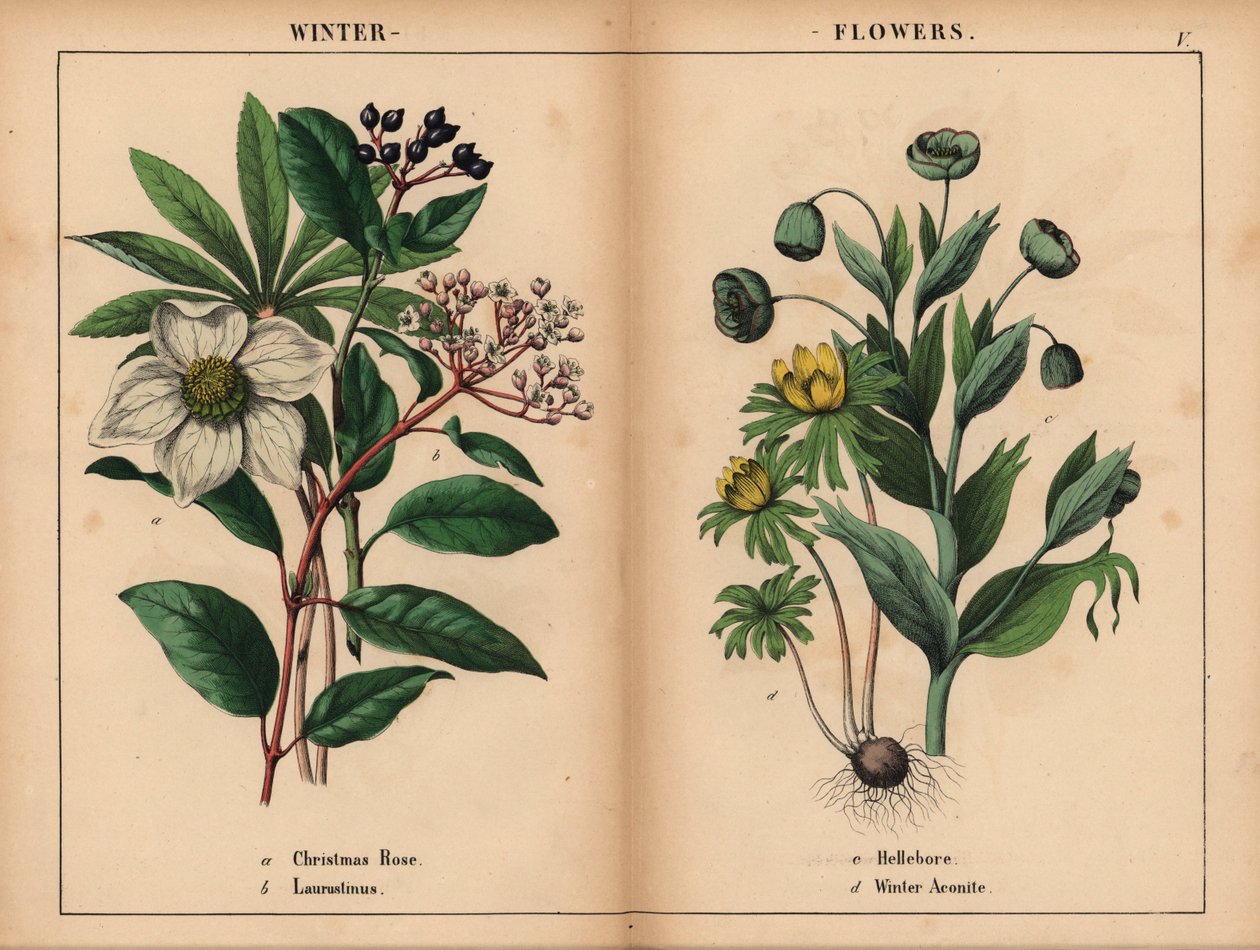 Valkoinen jouluruusu, valkoinen laurustinus, vihreä hellebore ja keltainen talviruusu.  , julkaisusta "The Instructive Picturebook, or Lessons from the Vegetable World", [Charlotte Mary Yonge], Edinburgh tekijältä English School
