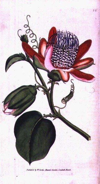 Siivekäs passionkukka (Passiflora alata), levy 66 William Curtisin 