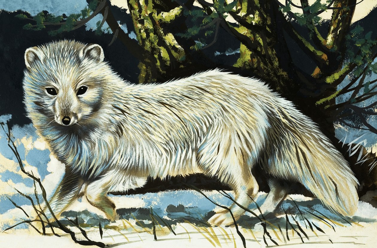 Wolf tekijältä English School