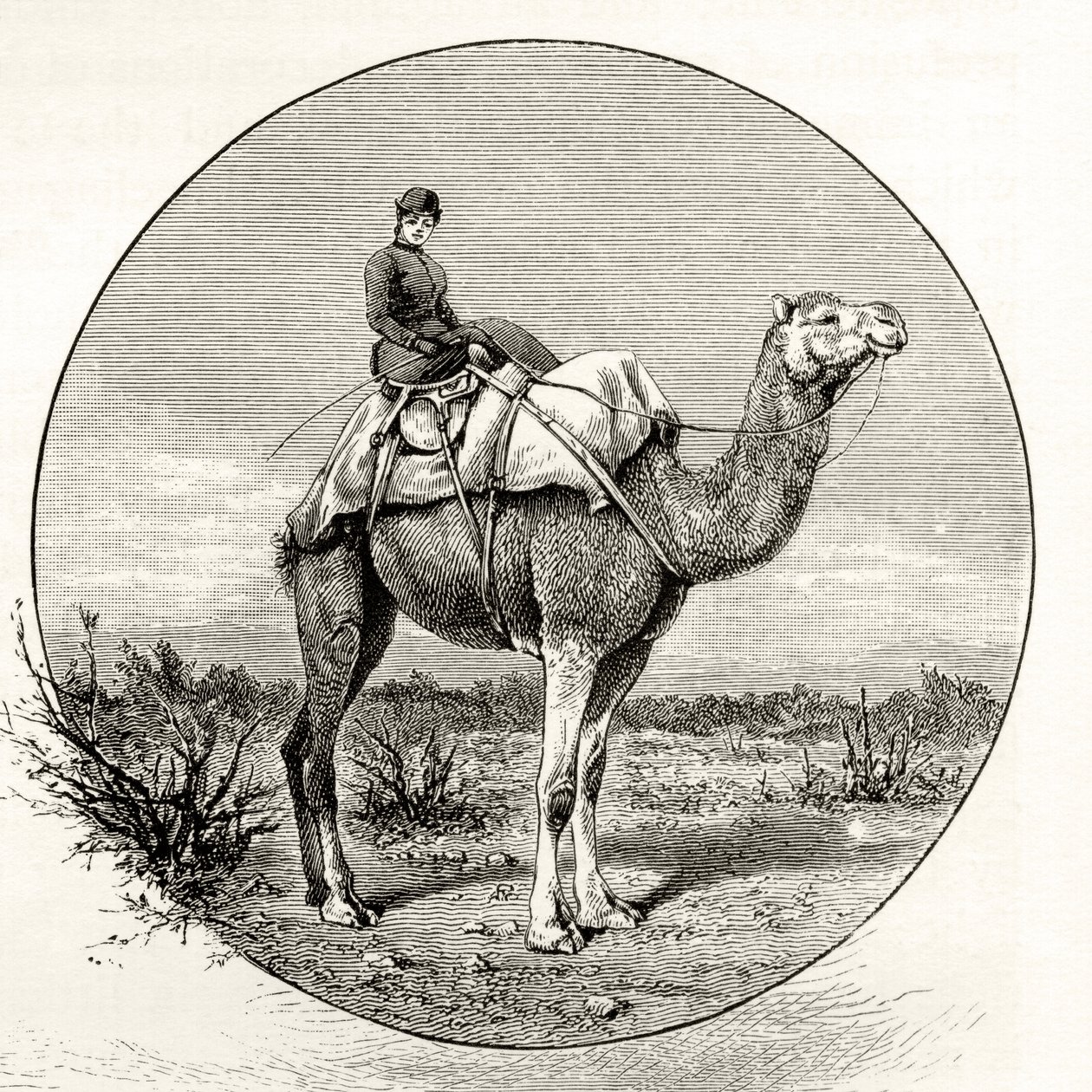 Nainen kamelin selässä Australiassa, noin 1880, Howard Willoughbyn julkaisemasta teoksesta 