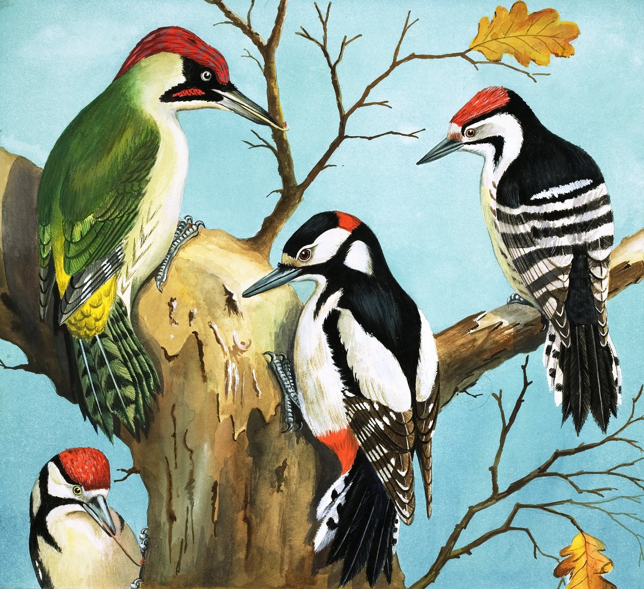 Woodpeckers (guassi paperille) tekijältä English School