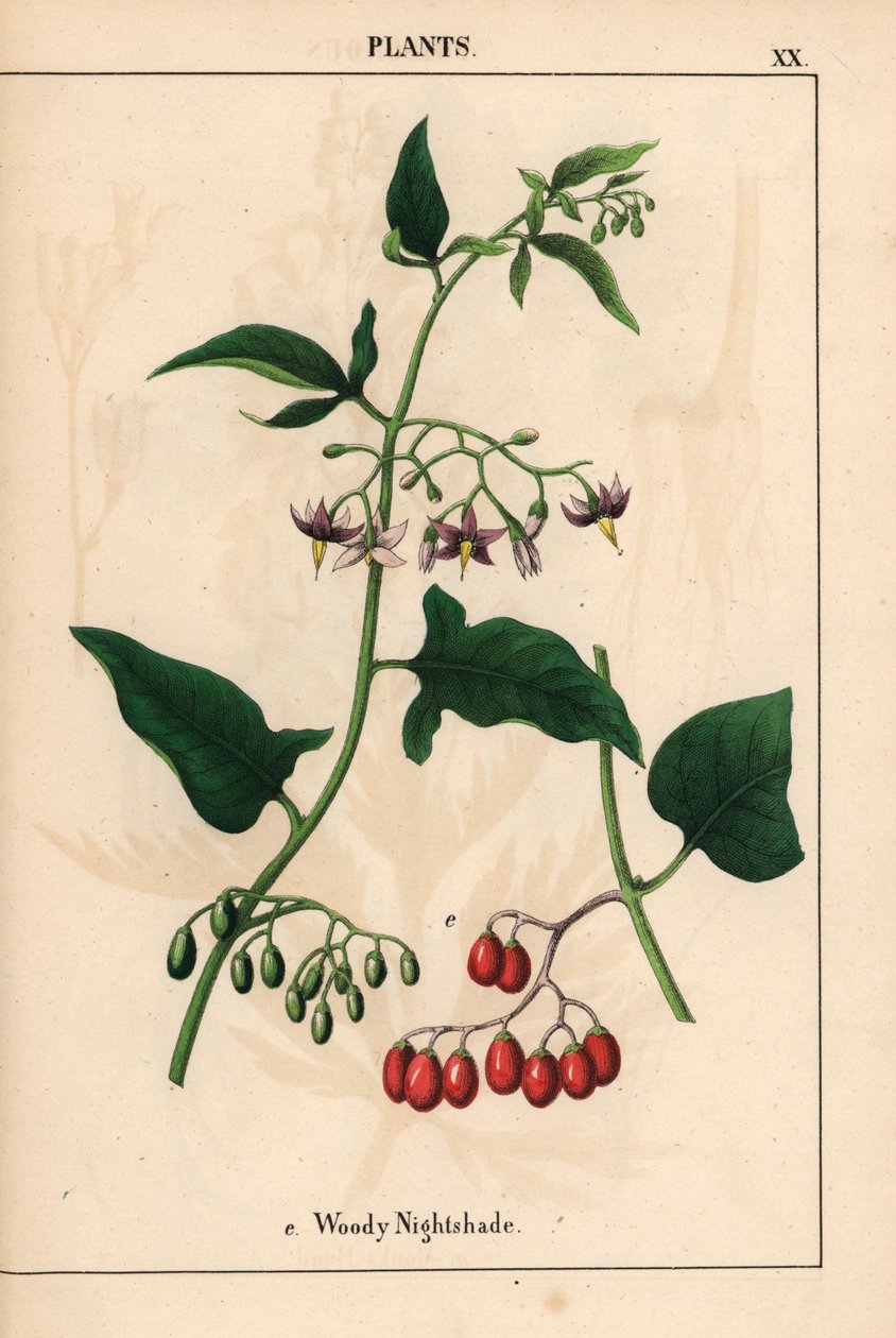 Puumainen yövoide violetilla kukilla ja punaisilla marjoilla   , julkaisusta "The Instructive Picturebook, or Lessons from the Vegetable World", [Charlotte Mary Yonge], Edinburgh tekijältä English School