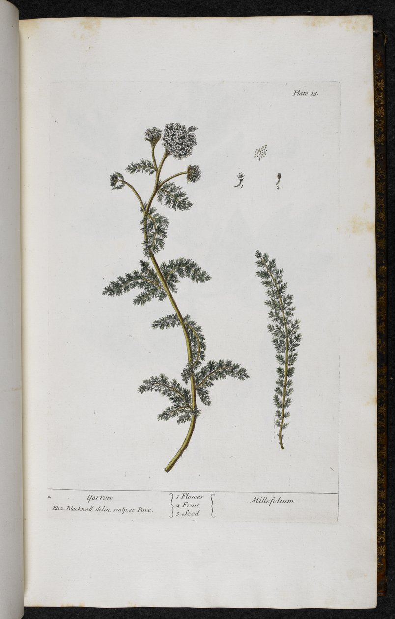 Yarrow, levy 18 Elizabeth Blackwellin teoksesta A Curious Herbal... tekijältä English School