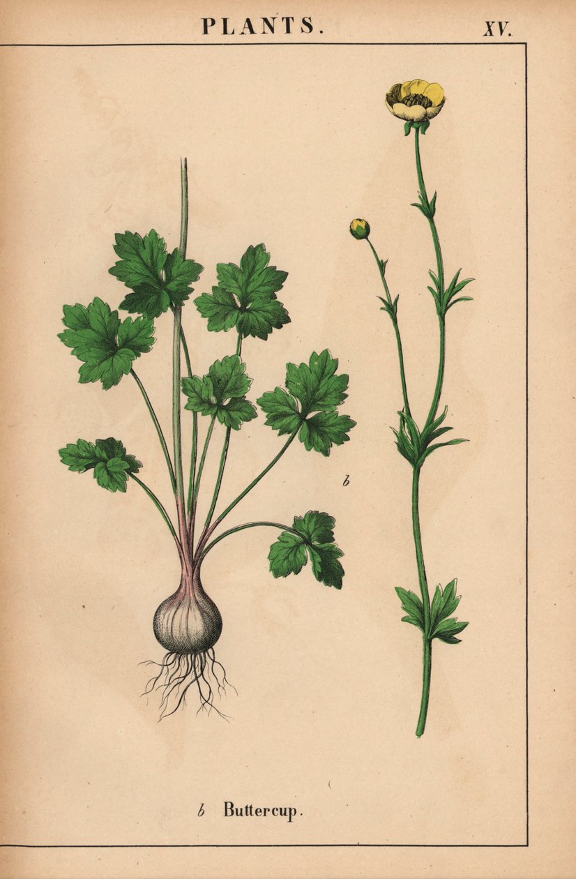 Keltainen leinikki  , julkaisusta "The Instructive Picturebook, or Lessons from the Vegetable World", [Charlotte Mary Yonge], Edinburgh tekijältä English School