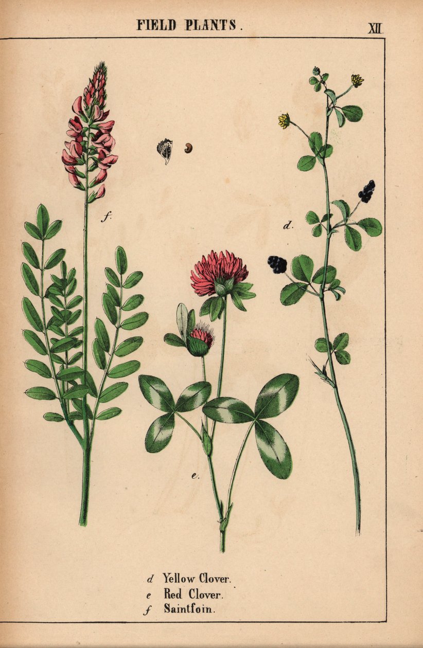 Kelta-apila, punainen apila ja saintfoin tai espressoin  , julkaisusta "The Instructive Picturebook, or Lessons from the Vegetable World", [Charlotte Mary Yonge], Edinburgh tekijältä English School
