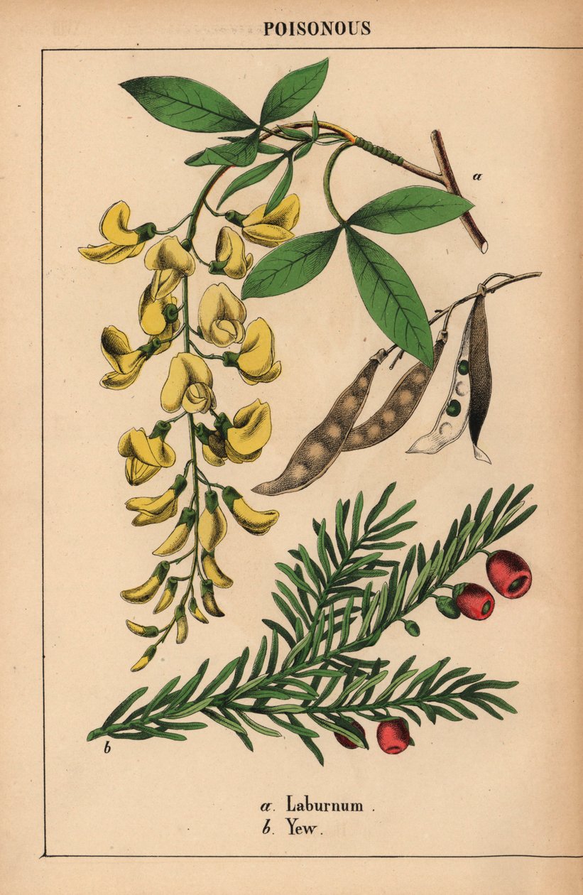 Keltainen marjakuusi punaisilla marjoilla.   , julkaisusta "The Instructive Picturebook, or Lessons from the Vegetable World", [Charlotte Mary Yonge], Edinburgh tekijältä English School