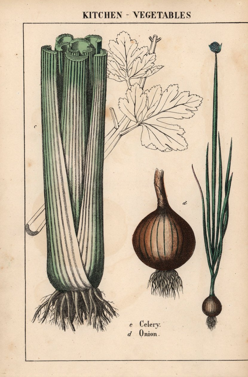 , julkaisusta "The Instructive Picturebook, or Lessons from the Vegetable World", [Charlotte Mary Yonge], Edinburgh tekijältä English School