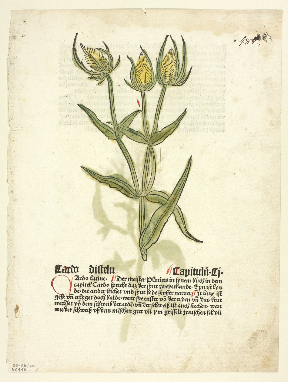 Ohdake (etusivu) ja ohdakkeen nuput (kääntöpuoli) teoksesta Gart Der Gesundheit (jota kutsutaan myös nimellä Hortus sanitatis eli Terveyden puutarha), laatta 32 teoksesta Woodcuts from Books of the 15th Century (Puupiirroksia 1400-luvun kirjoista) tekijältä Erhard Reuwich