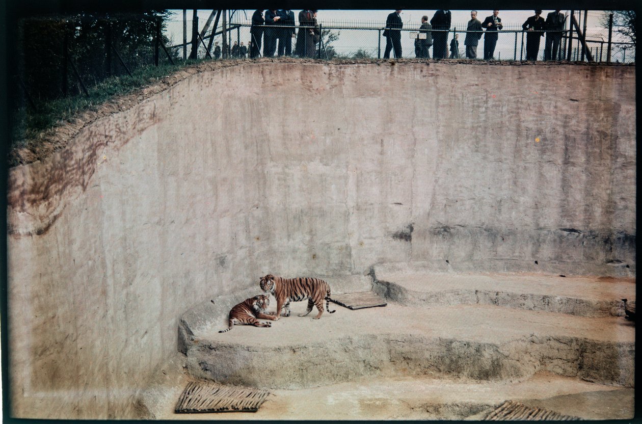 Whipsnade Zoo, Whipsnade, Central Bedfordshire, Central Bedfordshire, Yhdistynyt kuningaskunta tekijältä Eric Maybank