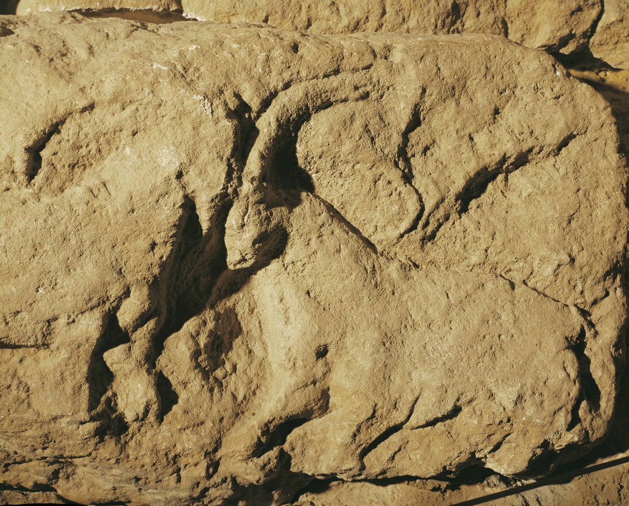 Taistelevat pässit (kivireliefi) tekijältä Erich Lessing