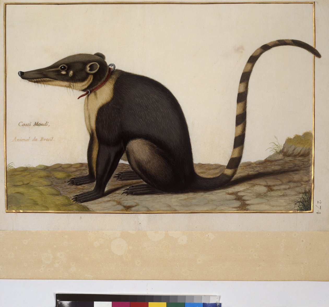 Koko sivu: eläintutkimus, noin 1650-75 (tempera pergamentilla). tekijältä Erich Lessing