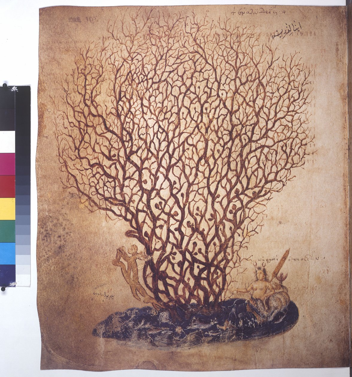 Koko sivu: kasvitutkimus tekijältä Erich Lessing