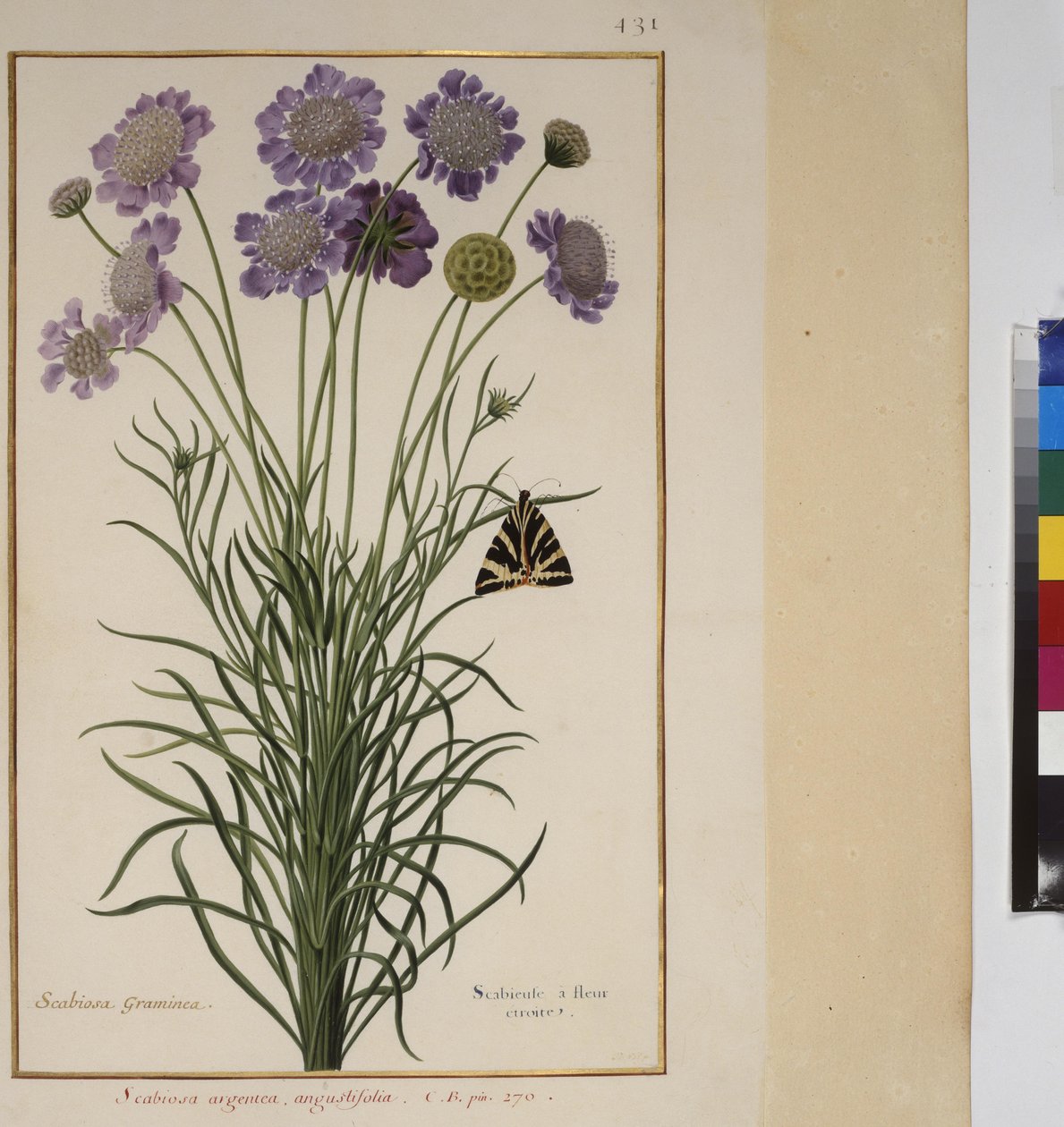 Kokosivu: kasvitutkimus, n.1650-75 tekijältä Erich Lessing