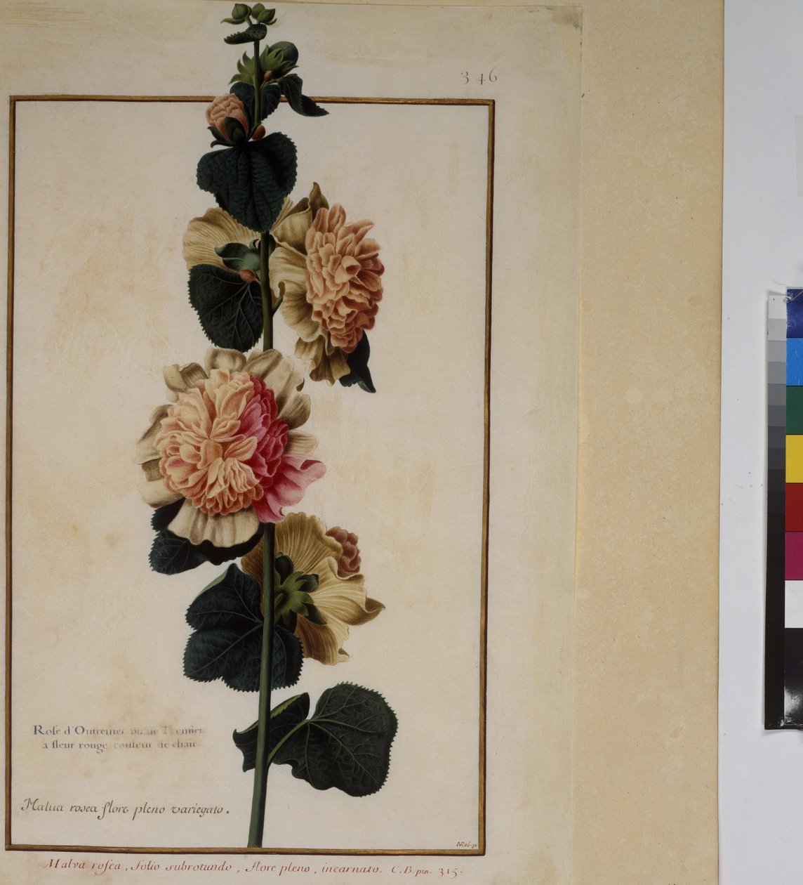 Kokosivu: kasvitutkimus, n.1650-75 tekijältä Erich Lessing