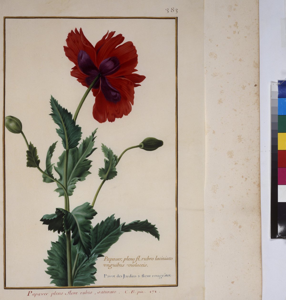 Kokosivu: kasvitutkimus, n.1650-75 tekijältä Erich Lessing