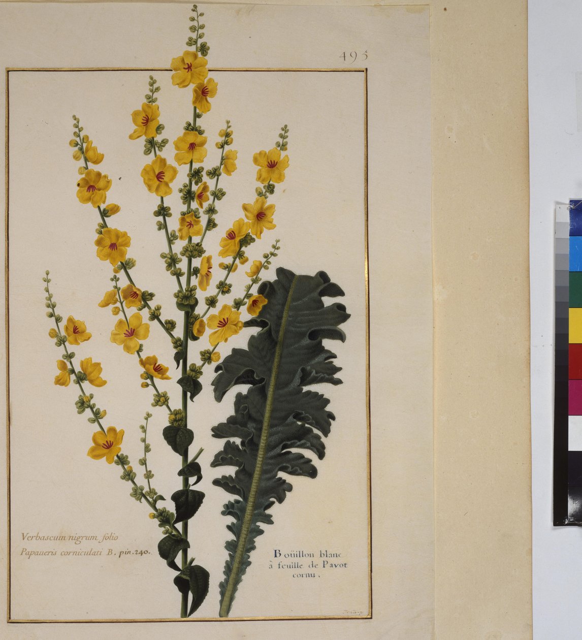 Kokosivu: kasvitutkimus, n.1650-75 tekijältä Erich Lessing