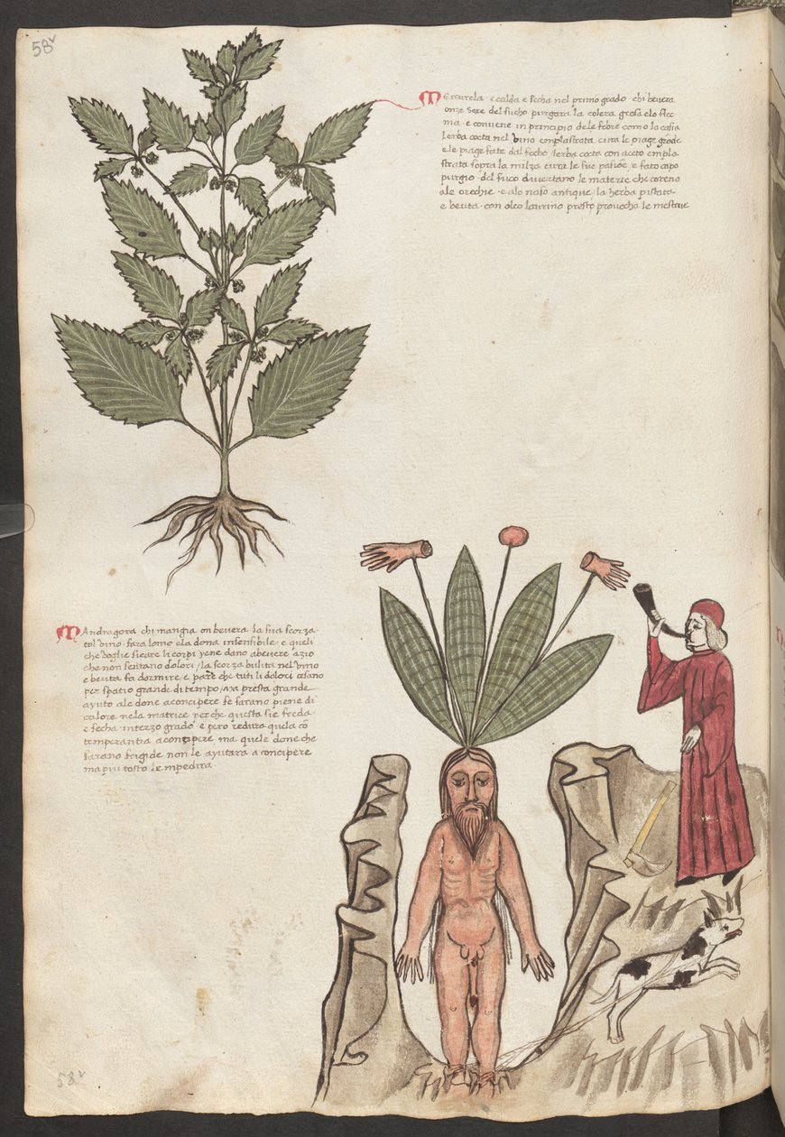 Koko sivu: teksti ja pienoiskuvat: " Mercurela " (miniatyyri) tekijältä Erich Lessing