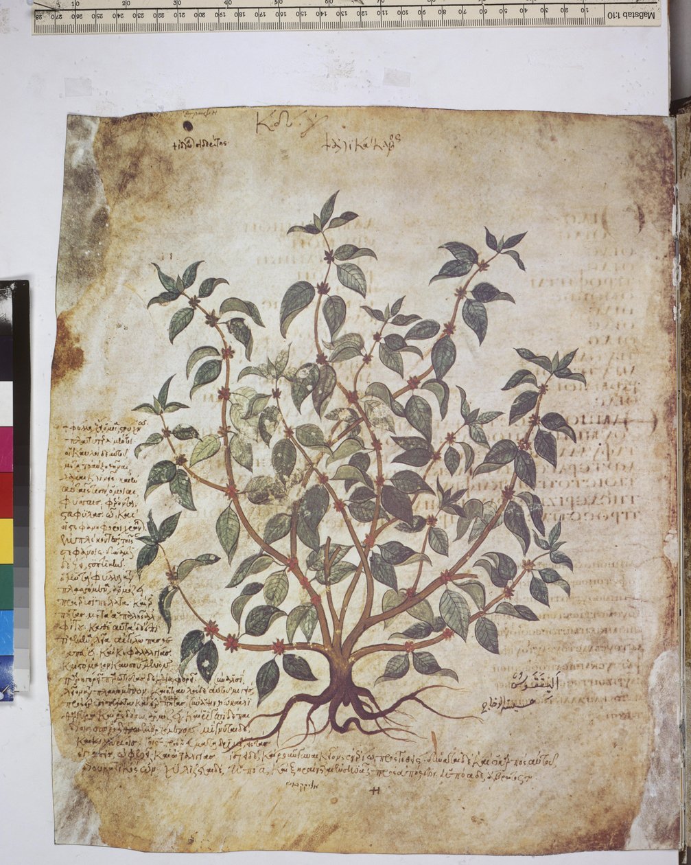 foll. 12v-387r "Dioscorides Herbarium". Koko sivu: kasvitutkimus ja teksti ... tekijältä Erich Lessing