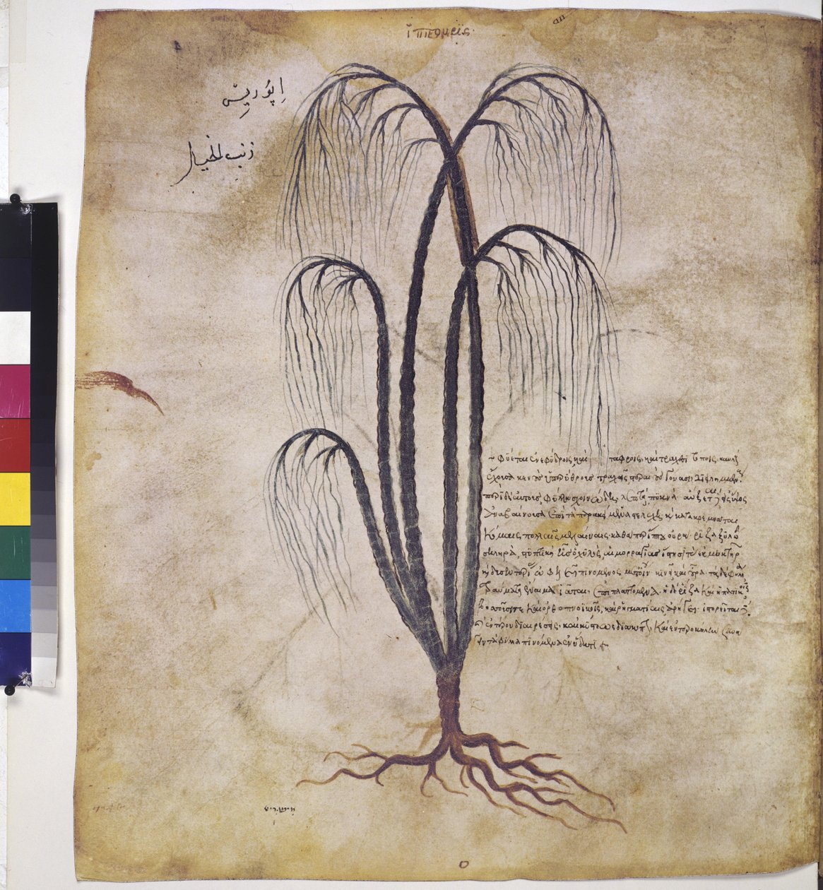 foll. 12v - 387r: "Dioscorides Herbarium". Koko sivu: kasvitutkimus, jossa merkintä tekijältä Erich Lessing