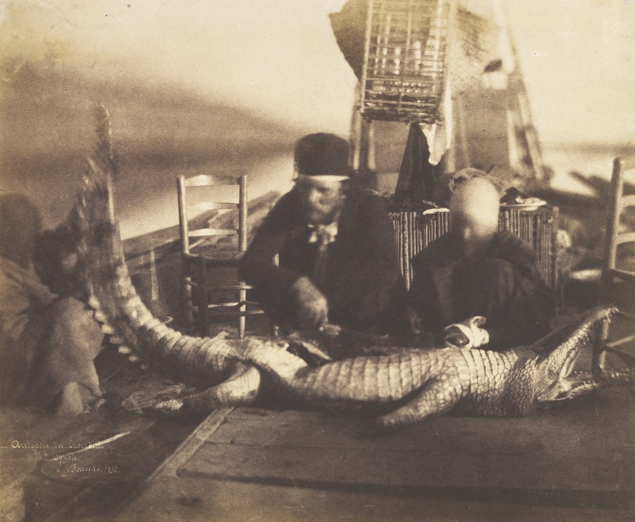 Ensimmäisen krokotiilin ruumiinavaus, Ylä-Egypti, 1852. tekijältä Ernest Benecke