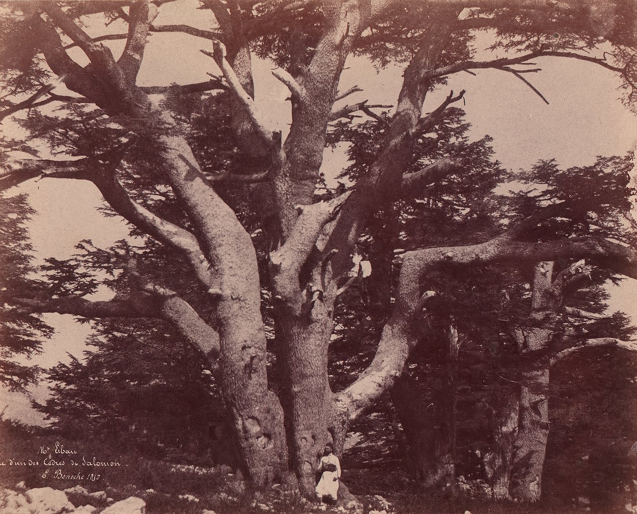 Libanon-vuori. Yhden Salomon setripuun runko, 1850-53. tekijältä Ernest Benecke