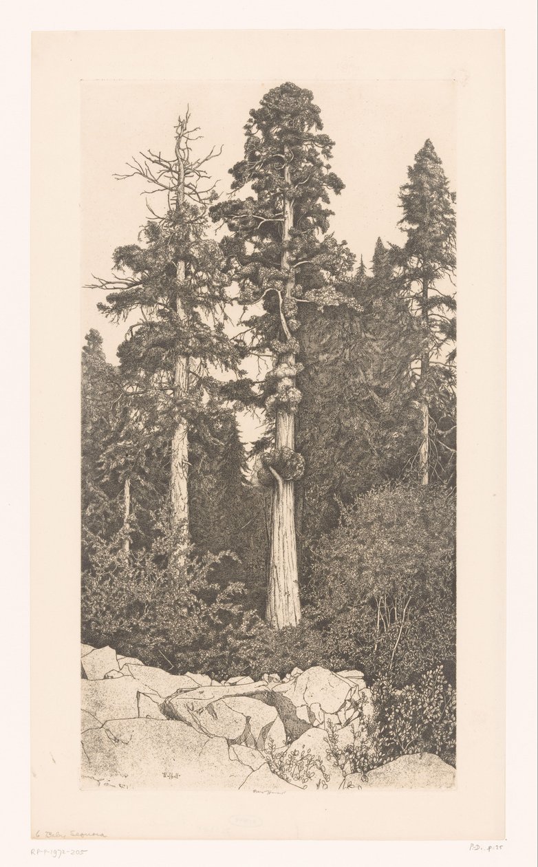 Sequoia-buumi Baby Sequoia tekijältä Ernest Haskell (signed by artist)