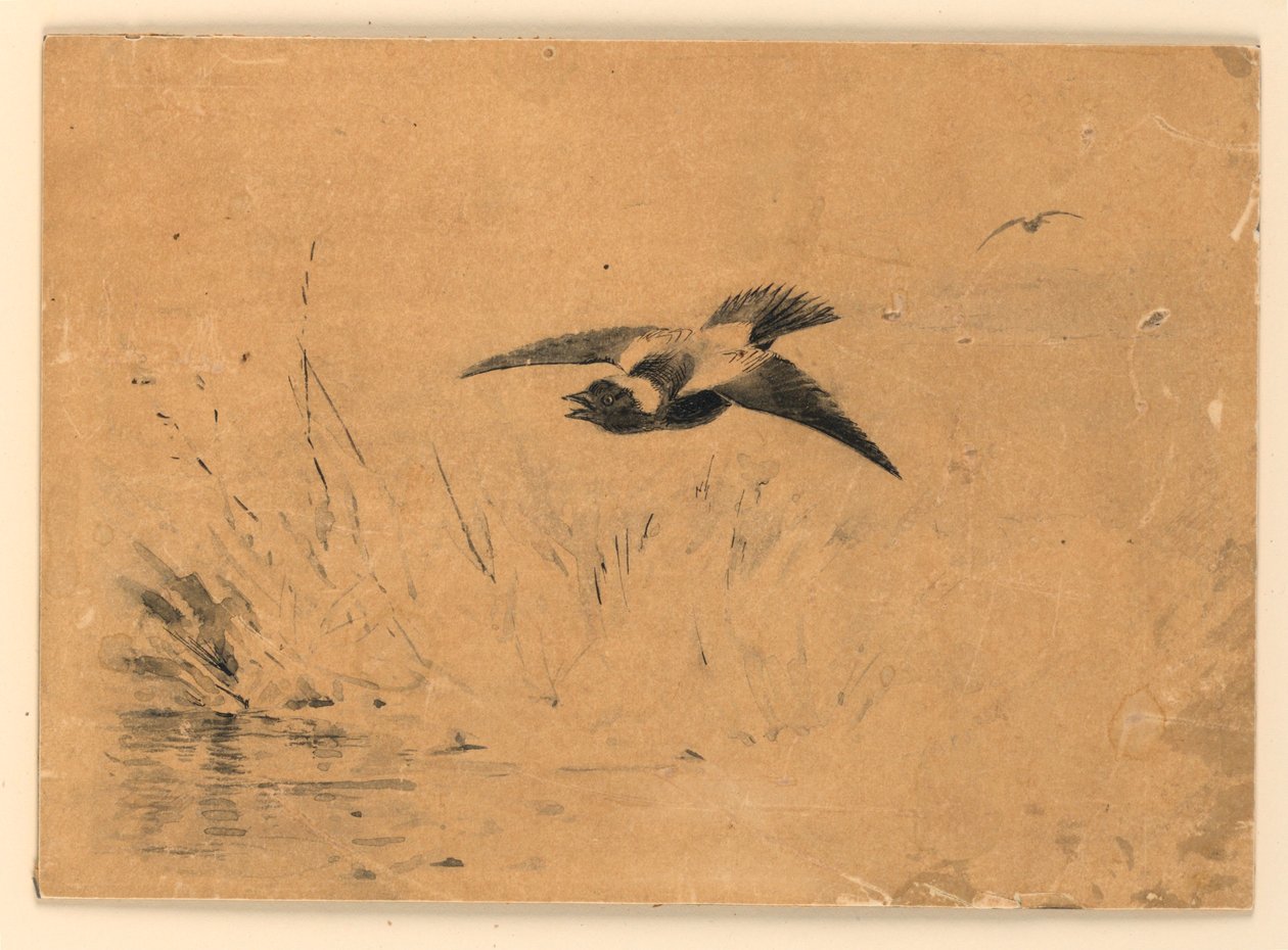 Bobolink tekijältä Ernest Thompson Seton