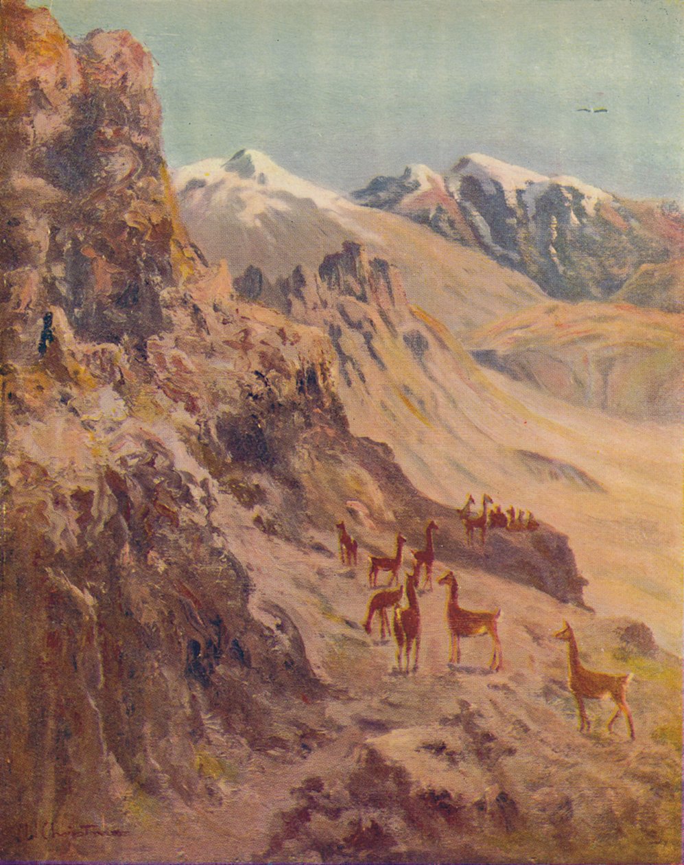 Guanako, 1916 tekijältä Ernest William Christmas