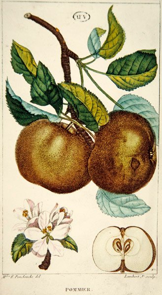 Omenapuu, kaiverrus Lambert, n.1820 (värillinen kaiverrus) tekijältä Ernestine (after) Panckoucke