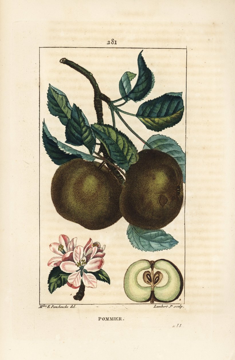 Omenapuu - Omena, Malus domestica, jossa oksa, lehti, hedelmä, kukka ja kypsä hedelmä osassa, jossa näkyy siemeniä. Lambert Juniorin käsinvärinen pistekuparikaiverrus Ernestine Panckoucken piirroksesta Chaumetonista, Poiret
