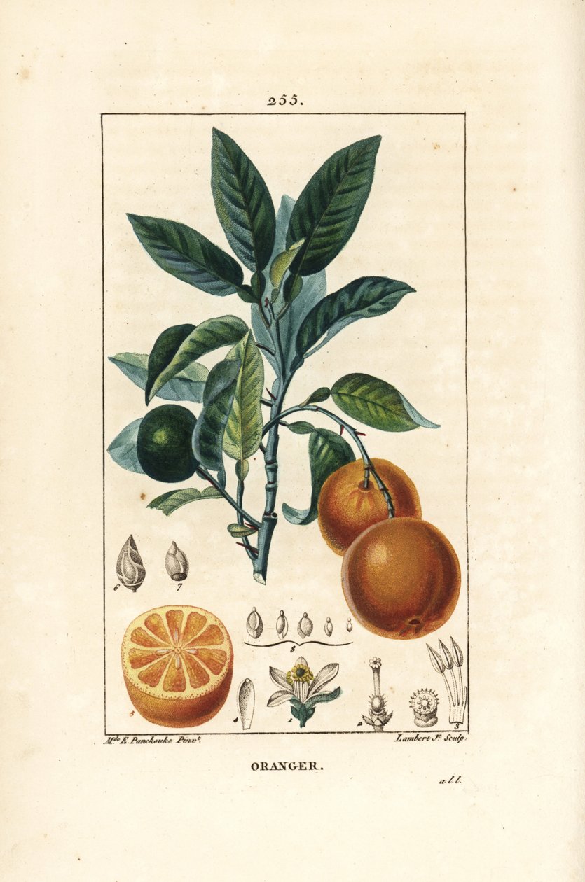 Bigaradier, Orange, Citrus aurantium, jossa on oksaa, lehtiä, kukkia, kypsiä ja kypsymättömiä hedelmiä ja hedelmiä. Lambert Juniorin käsinvärinen pistekuparikaiverrus Ernestine Panckoucken piirustuksesta Chaumeton, Poiret ja Chamberet