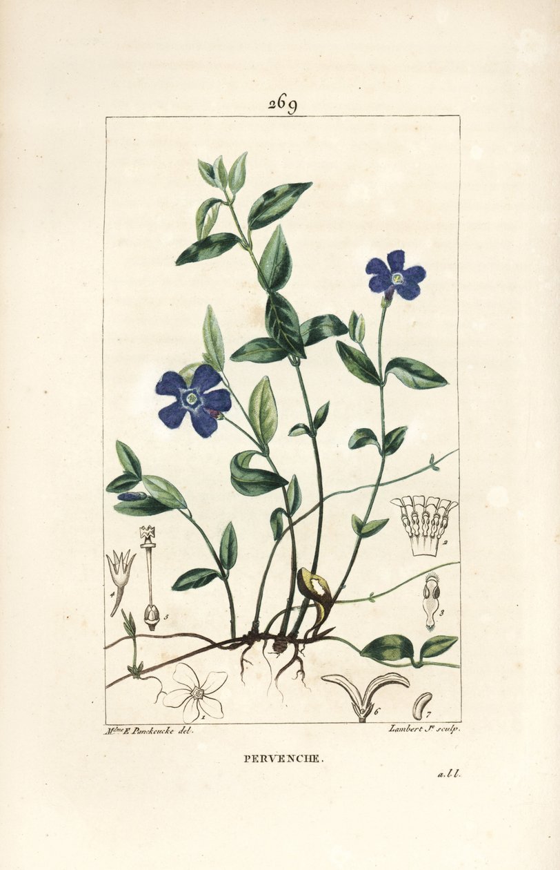 Small Periwinkle - Pieni periwinkle, Vinca minor, kukka, lehti, varsi, juuri ja siemen. Lambert Juniorin käsinvärinen pistekuparikaiverrus Ernestine Panckoucken piirroksesta Chaumetonista, Poiret