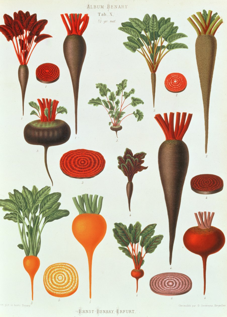 Punajuuri, Tab X albumista Benary, kaiverrus G. Severeyns, 1876 (chromolitho) tekijältä Ernst Benary