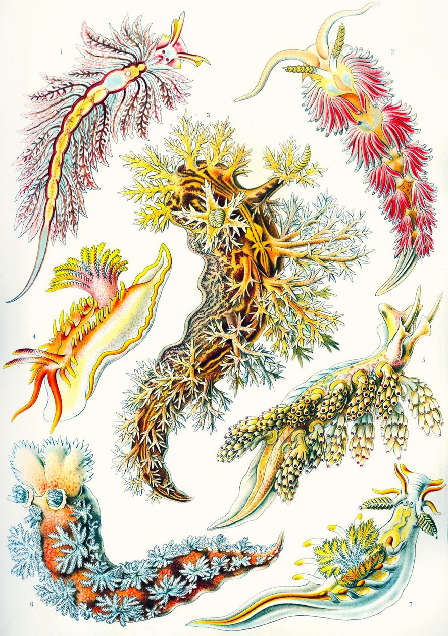 Nudibranchia-kokoelma 