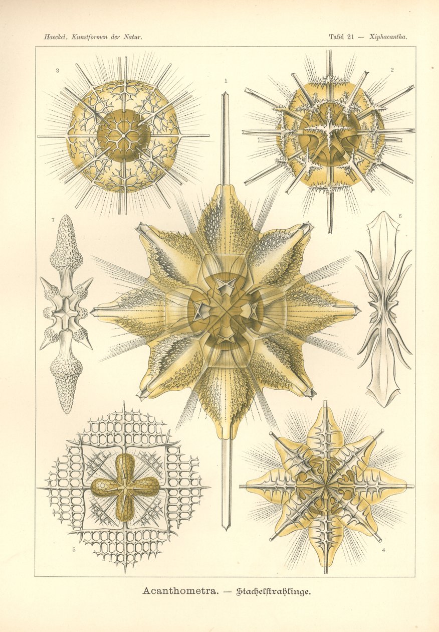 Acanthometra - Stachelstrahlinge, Pl.21 teoksesta "Kunstformen der Natur", kaiverrus Adolf Giltsch, julkaistu 1904 (värilitho) tekijältä Ernst (after) Haeckel