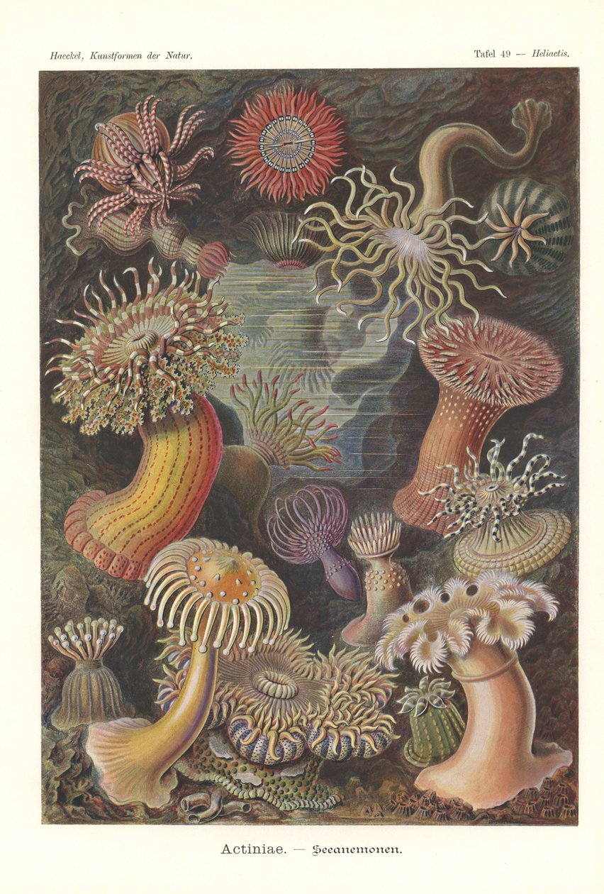 Actiniae - Merivuokko, Pl.49, teoksesta "The Art of Nature", kaiverrus Adolf Giltsch, julkaistu 1904 (väri litho) tekijältä Ernst (after) Haeckel