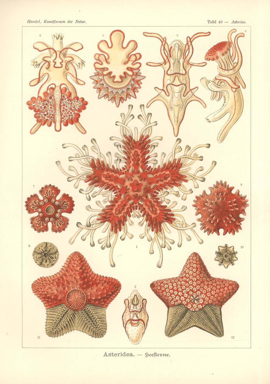 Asteridea - Sea Star, Pl.40. 