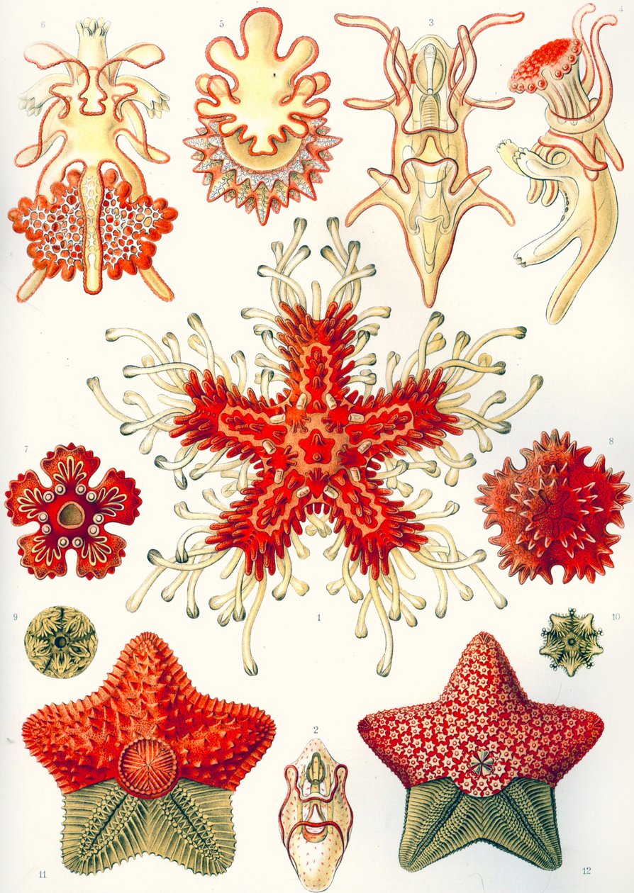 Asteridea "Luonnon taidemuodot" tekijältä Ernst (after) Haeckel