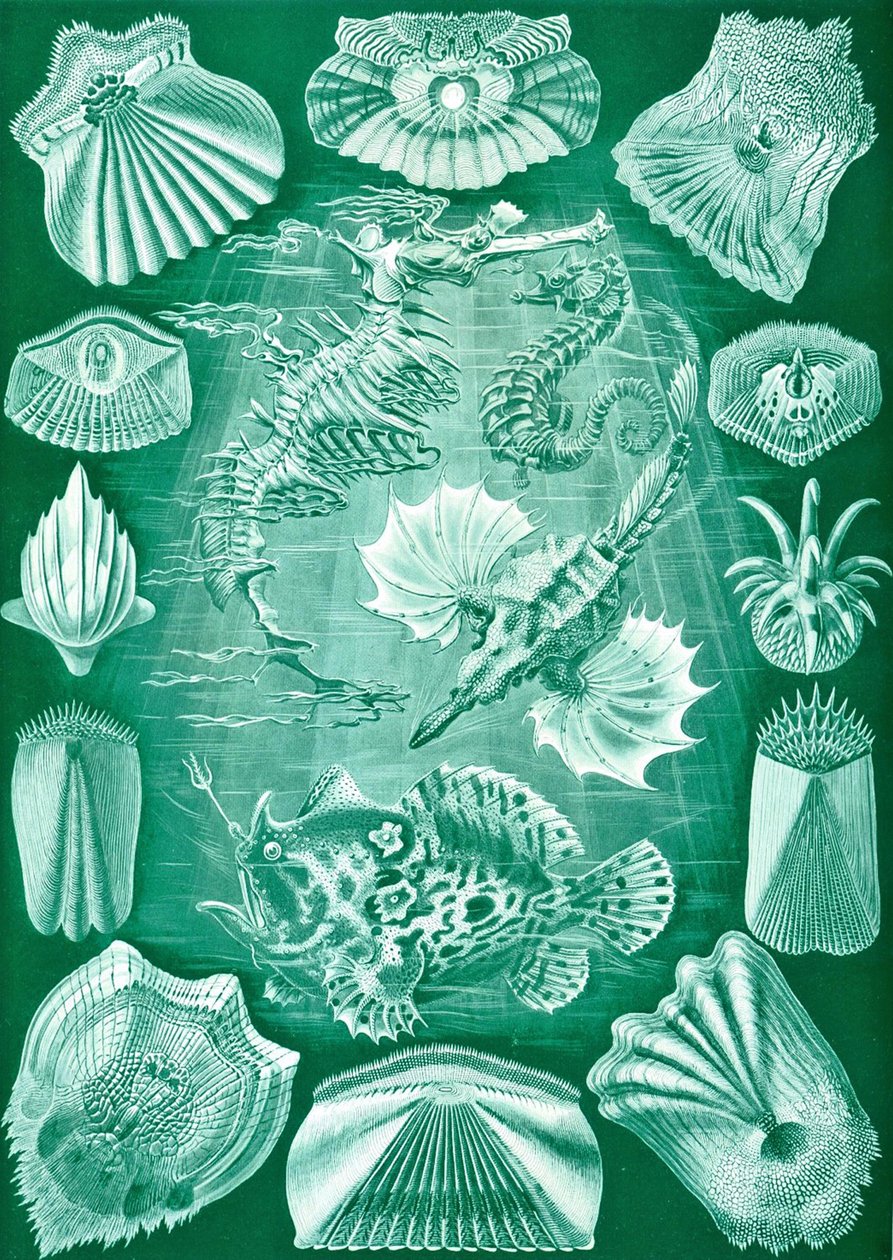 Teleostei-kokoelma "Luonnon taidemuodoista" tekijältä Ernst (after) Haeckel