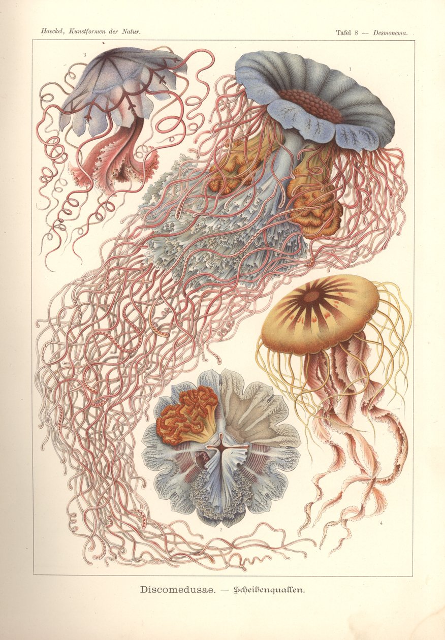 Discomedusae - kiekkomeduusa, Pl. 8 "Kunstformen der Naturista", kaiverrus Adolf Giltsch, julkaistu 1904 (väri litho) tekijältä Ernst (after) Haeckel
