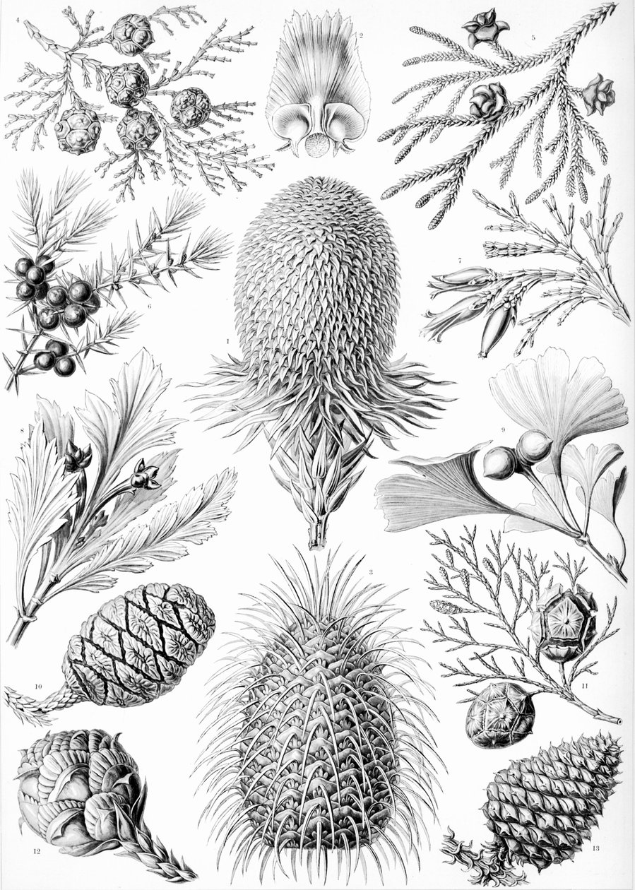 Esimerkkejä havukasveista "Kunstformen der Naturista" tekijältä Ernst (after) Haeckel