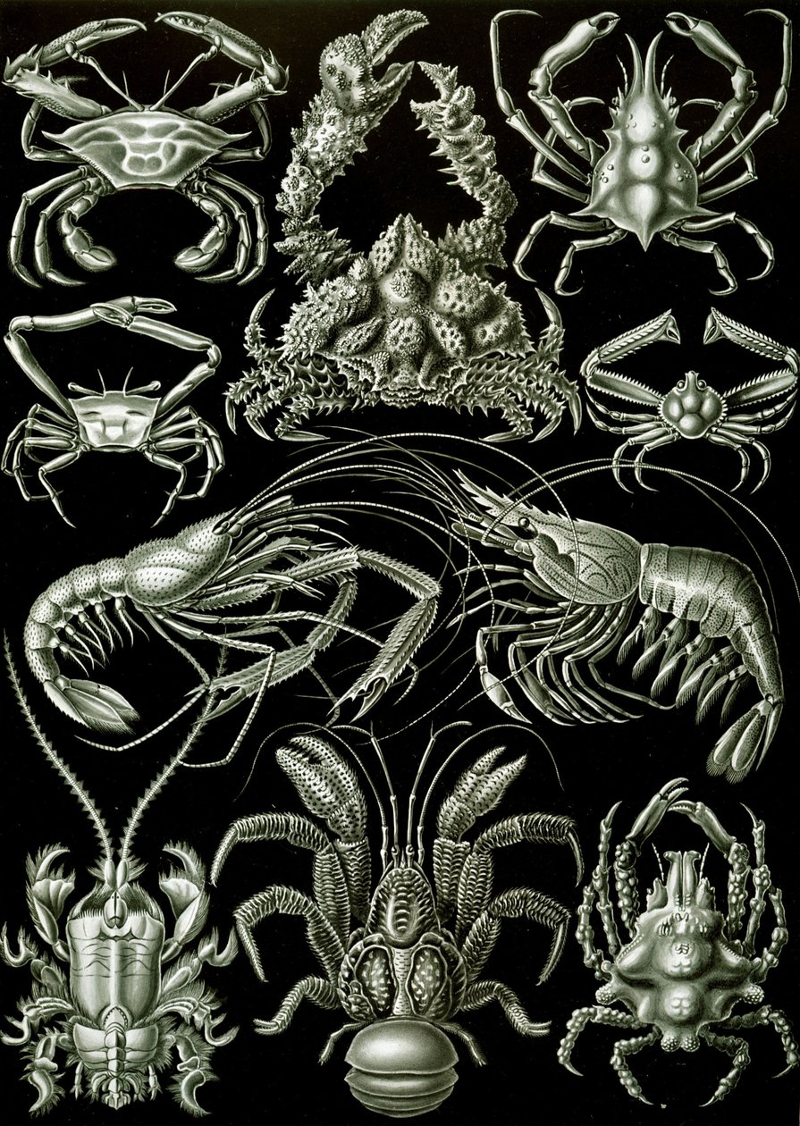 Esimerkkejä Decapoda "luonnon taidemuodoista" tekijältä Ernst (after) Haeckel