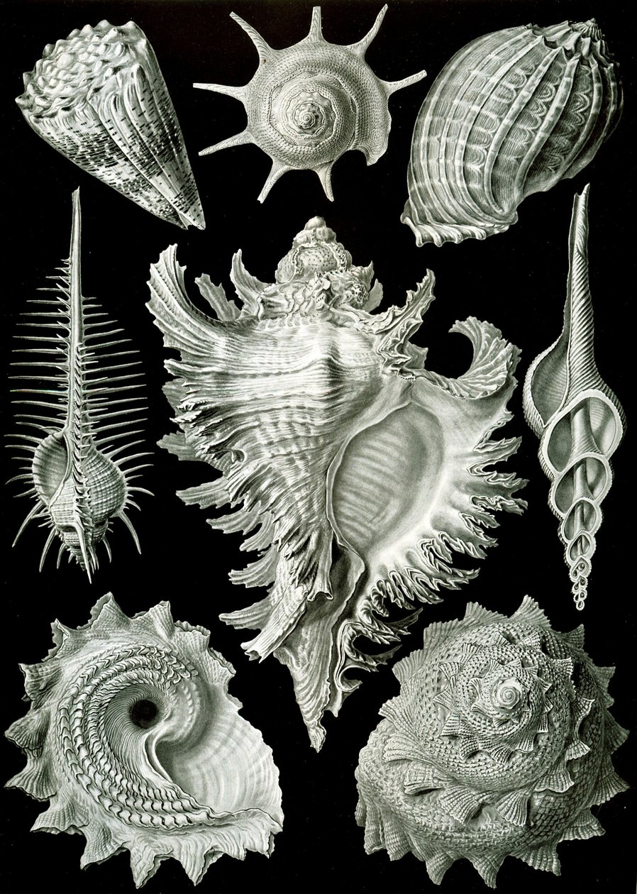 Esimerkkejä Prosranchia-kuorista - kuoret erilaisista prosobranch-kotiloista, "Kunstformen der Natur" tekijältä Ernst (after) Haeckel