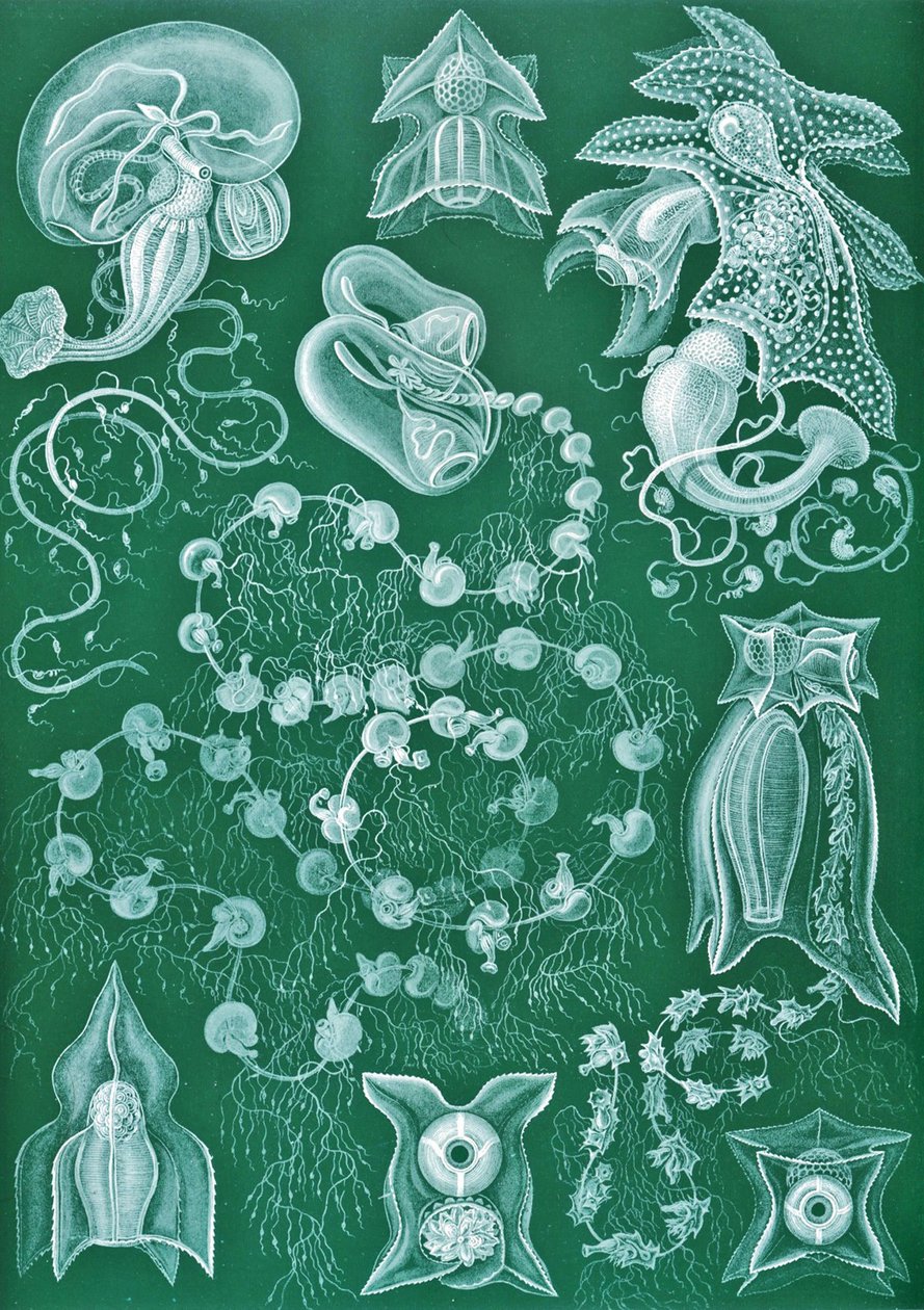 Esimerkkejä Siphonophorae-lajeista "Luonnon taidemuodot" tekijältä Ernst (after) Haeckel