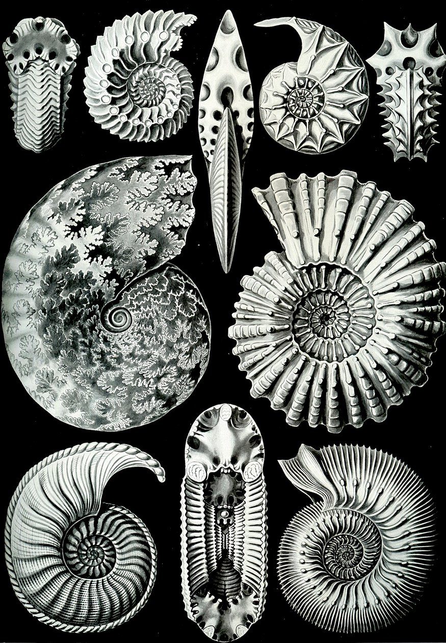 Kuva Ammonitidasta "Art Forms of Nature" 1904 (litho) tekijältä Ernst (after) Haeckel