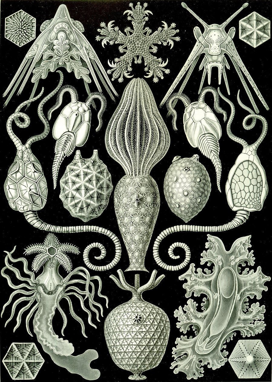 Kuva Amphorideasta "Art Forms of Nature" 1904 (litho) tekijältä Ernst (after) Haeckel