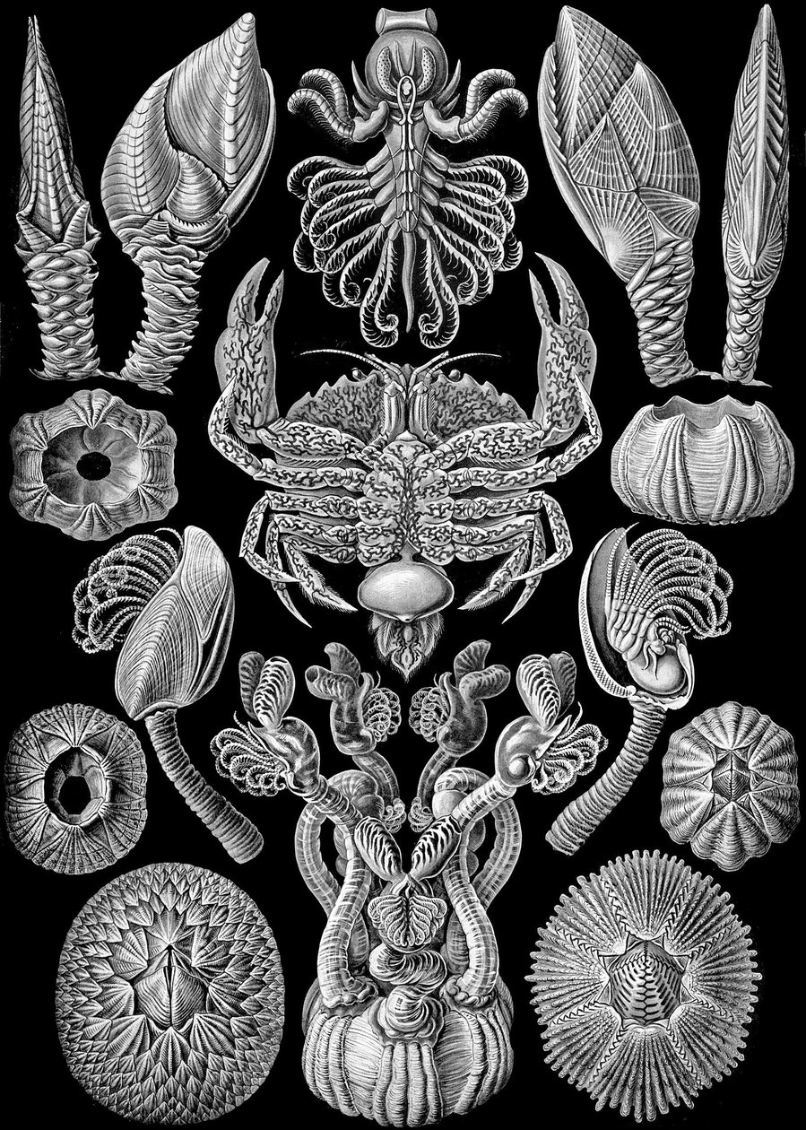 Kuvitus Cirripediasta "Art Forms of Nature" 1904 (litho) tekijältä Ernst (after) Haeckel