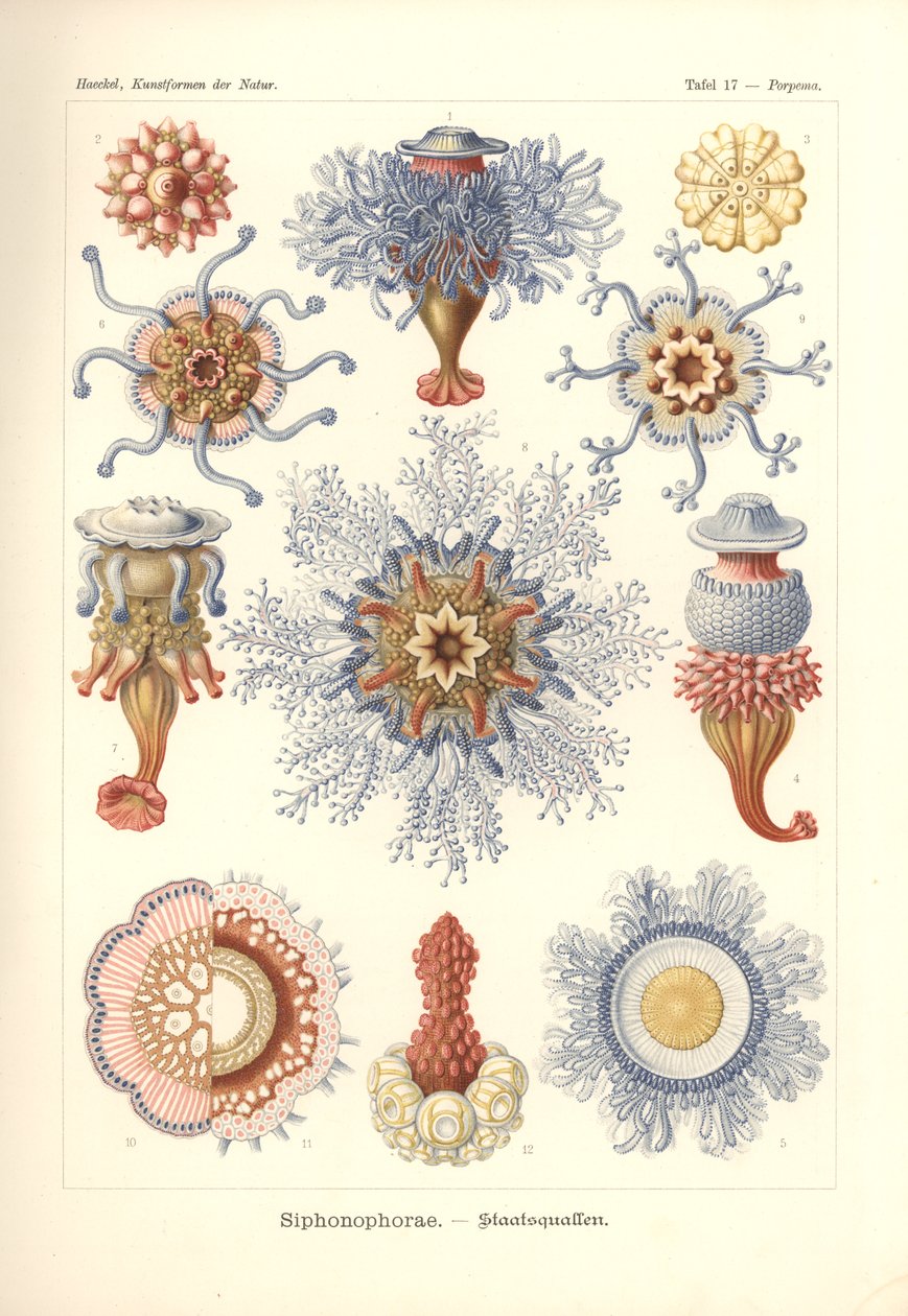 Siphonophorae - Jelly Fish, "Kunstformen der Naturista", kaiverrus Adolf Giltsch, julkaistu 1904 (väri litho) tekijältä Ernst (after) Haeckel