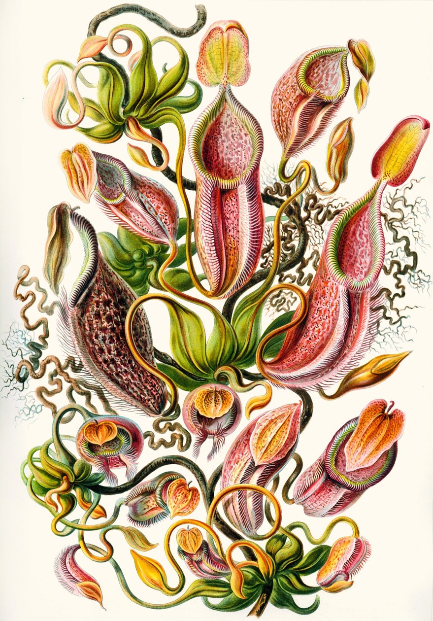 Nepenthaceae-kokoelma "Kunstformen der Naturista" tekijältä Ernst (after) Haeckel
